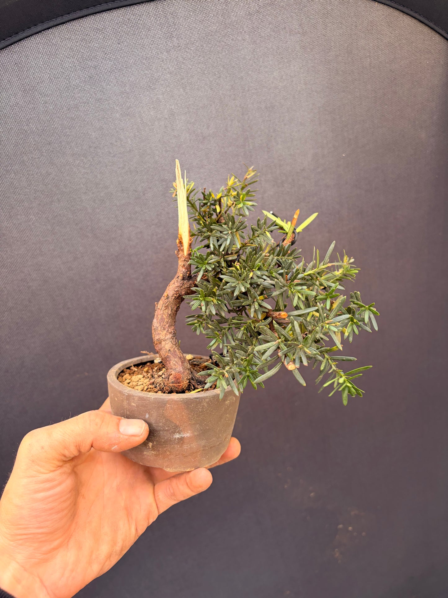 Japanese yew