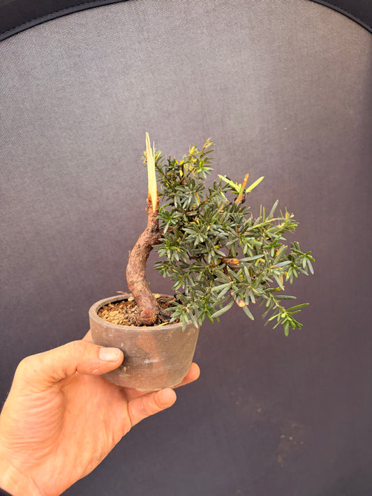 Japanese yew