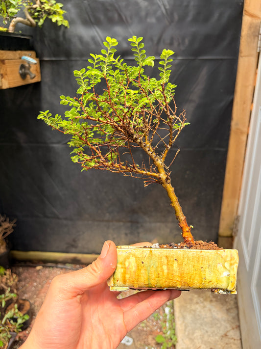 Seiju chinese elm