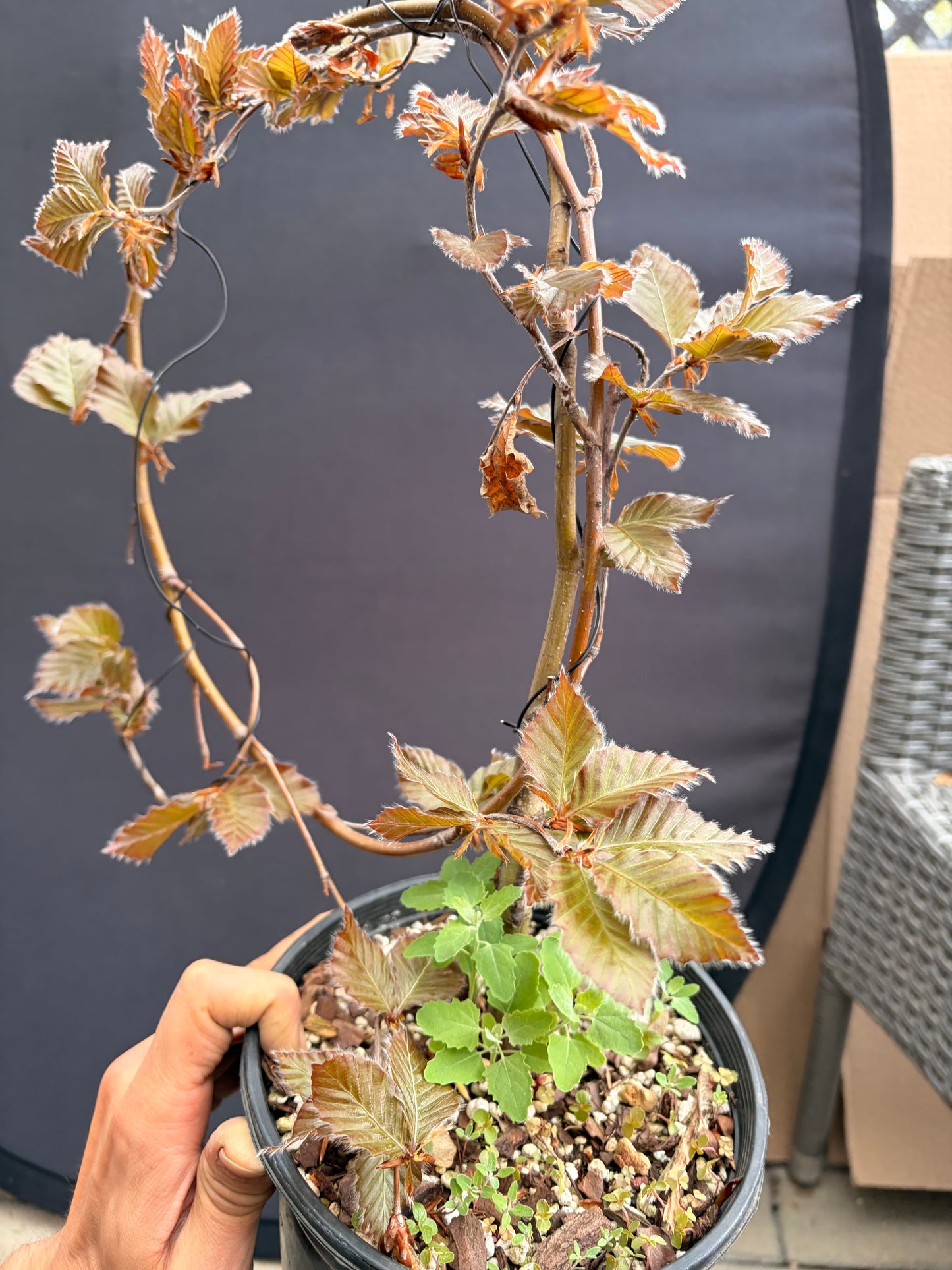 Purple European beech