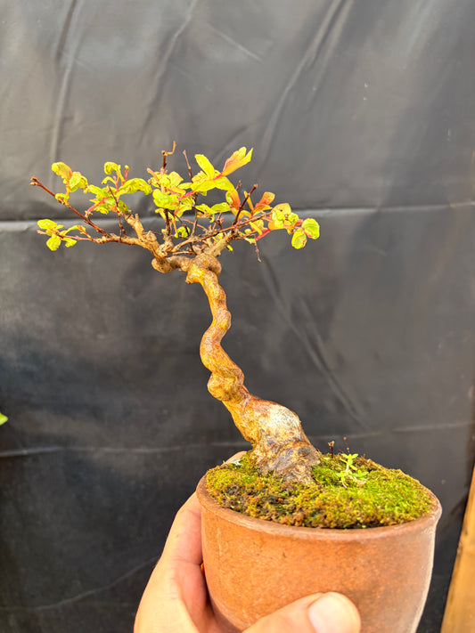 Dwarf crepe Myrtle