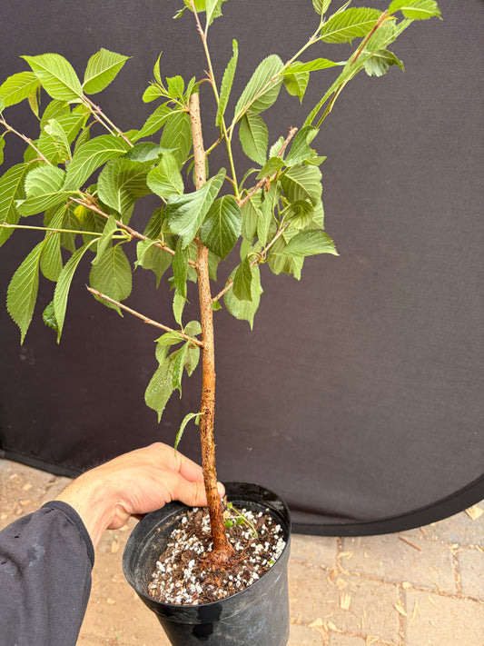 Prunus First Lady