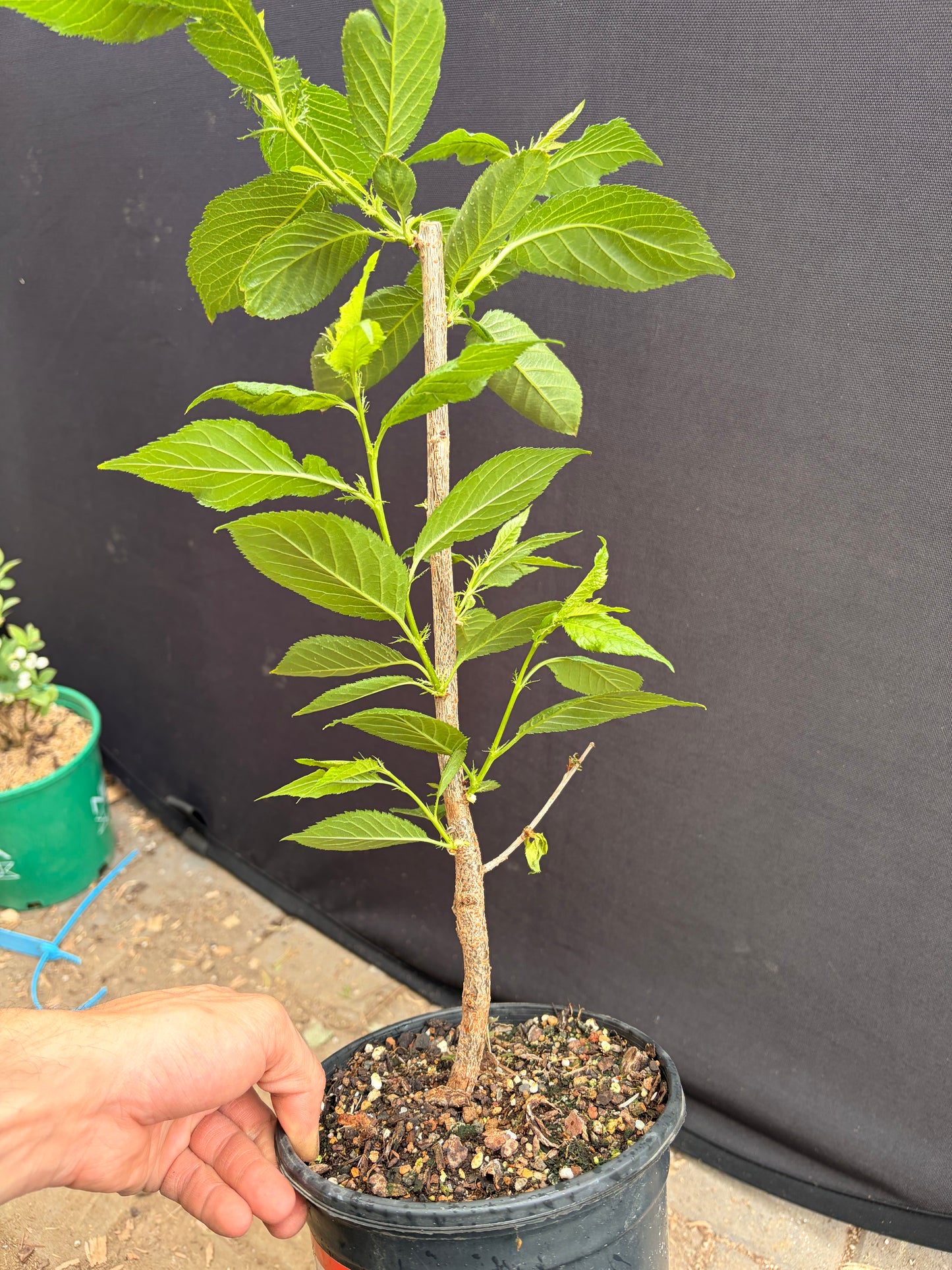 Prunus First Lady