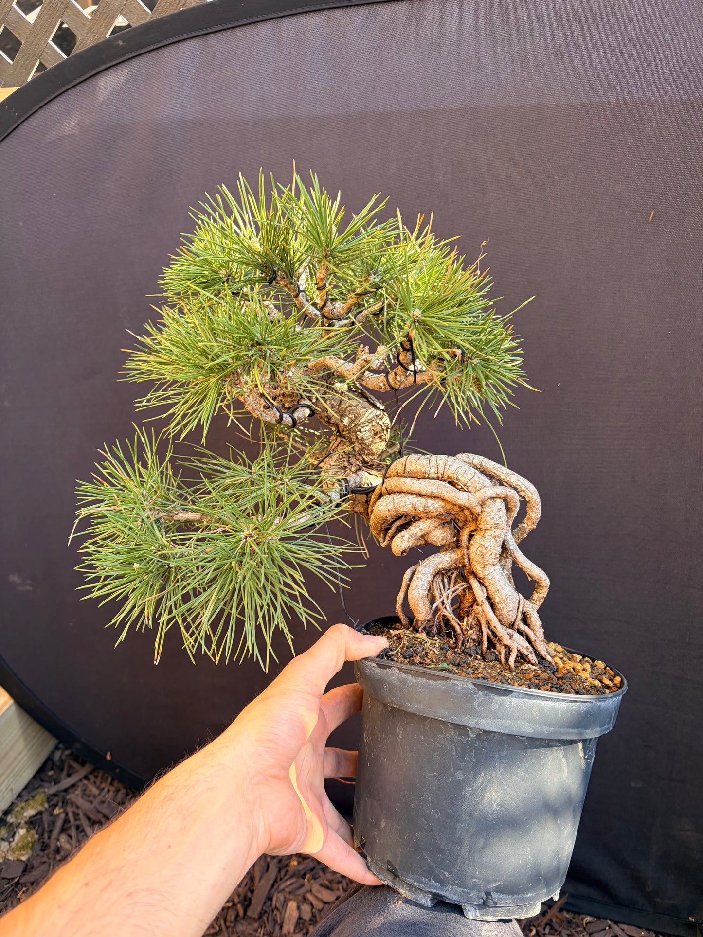 Japanese black pine exposed roots