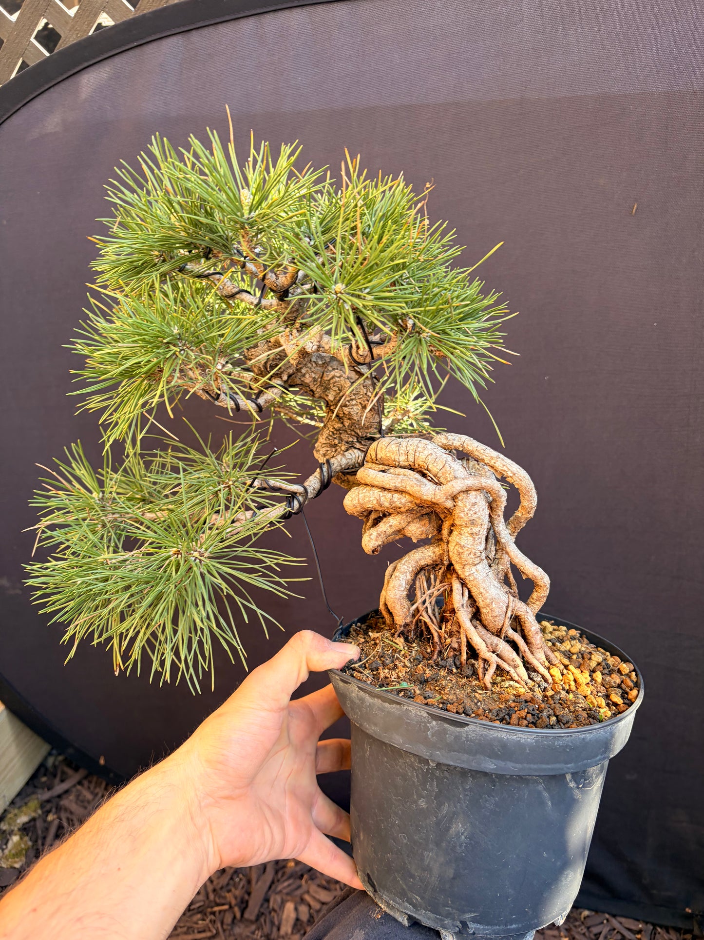 Japanese black pine exposed roots