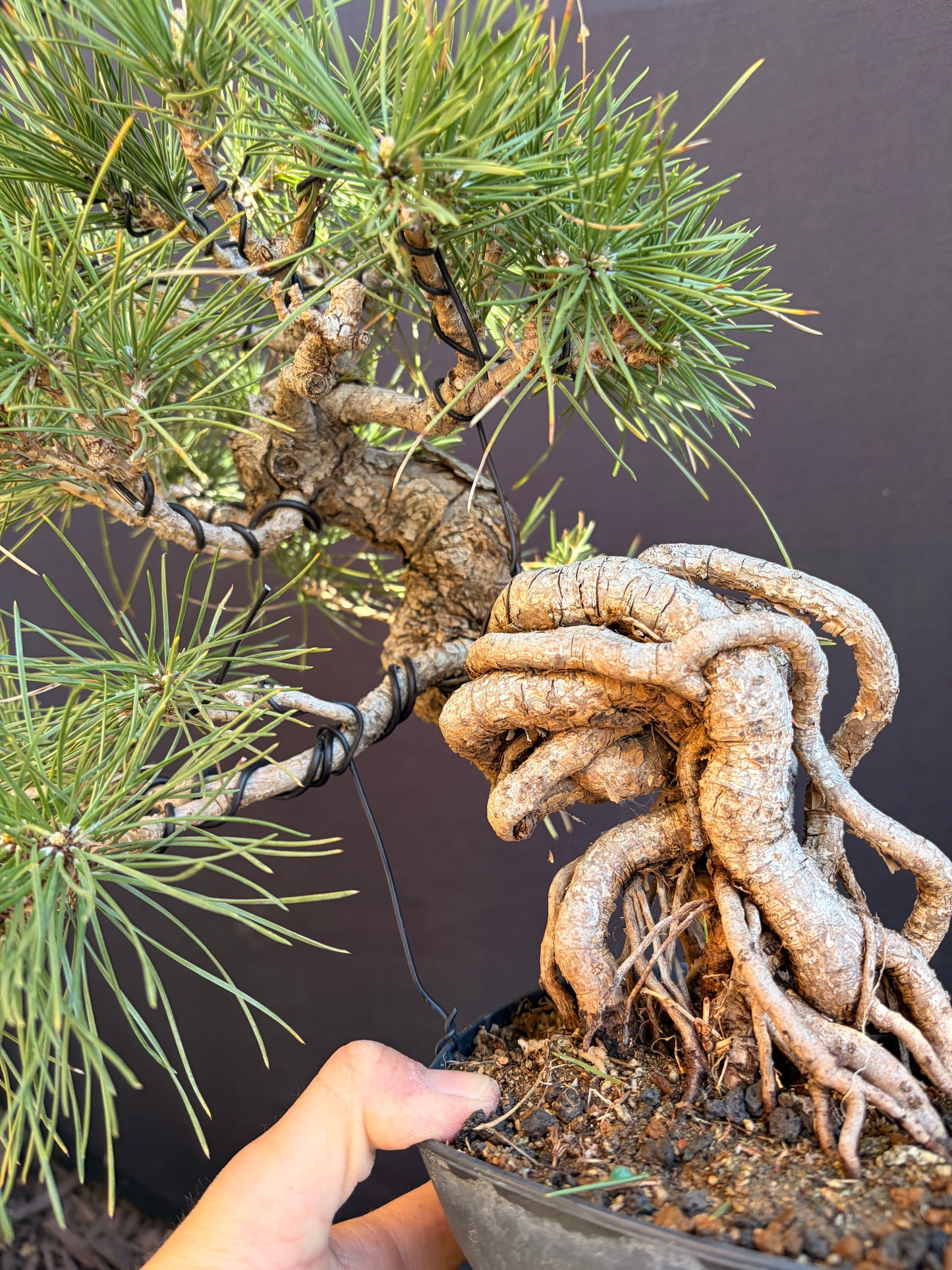 Japanese black pine exposed roots