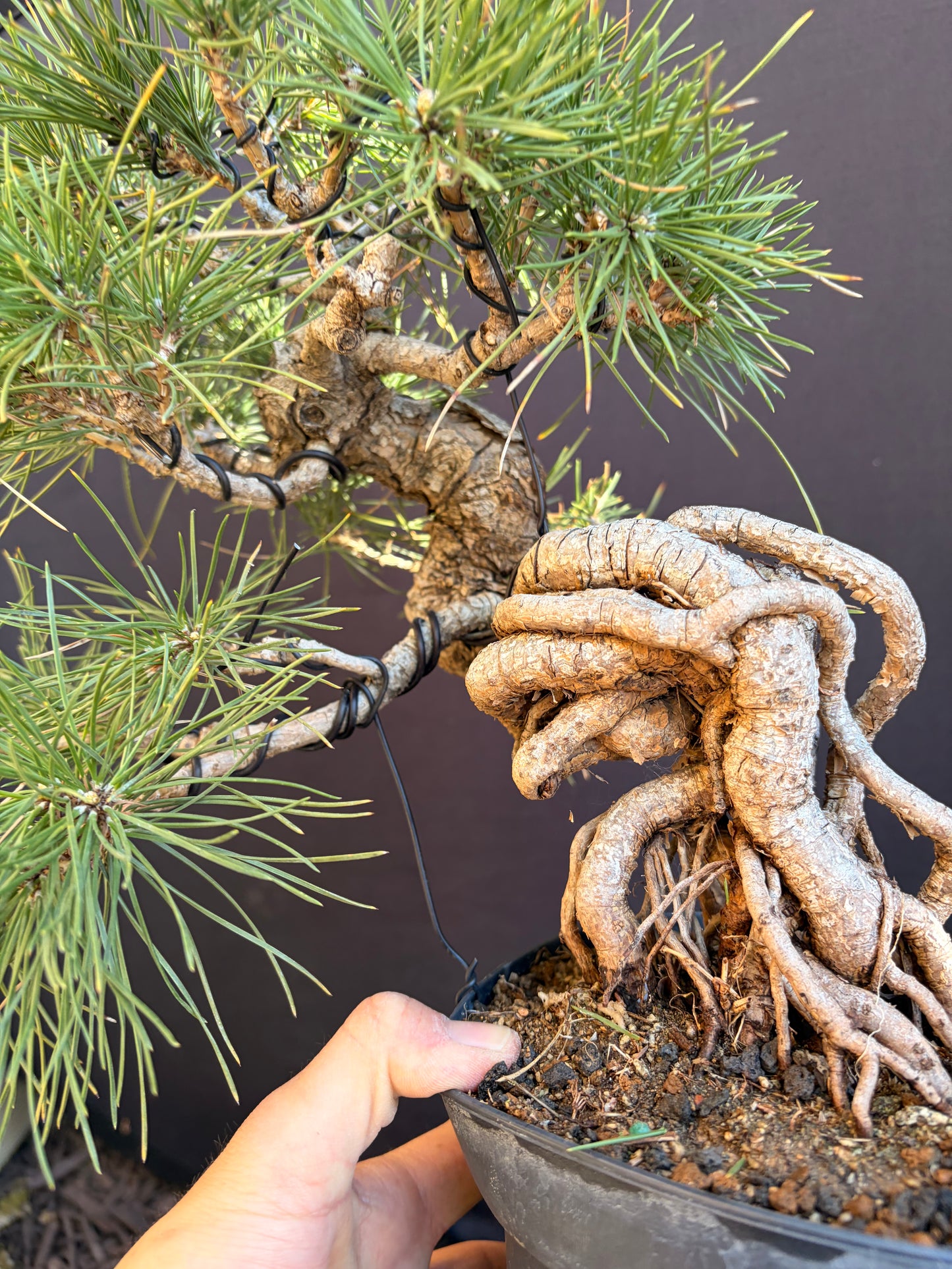 Japanese black pine exposed roots
