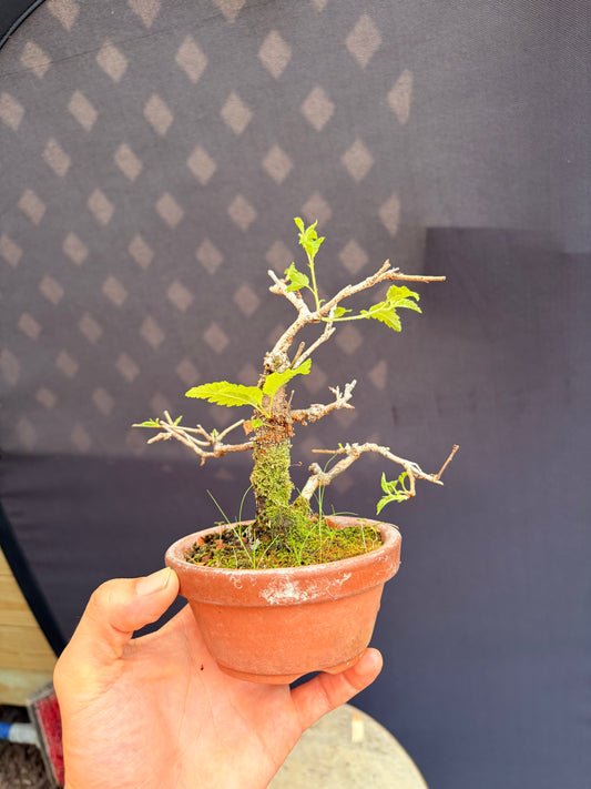 Ume