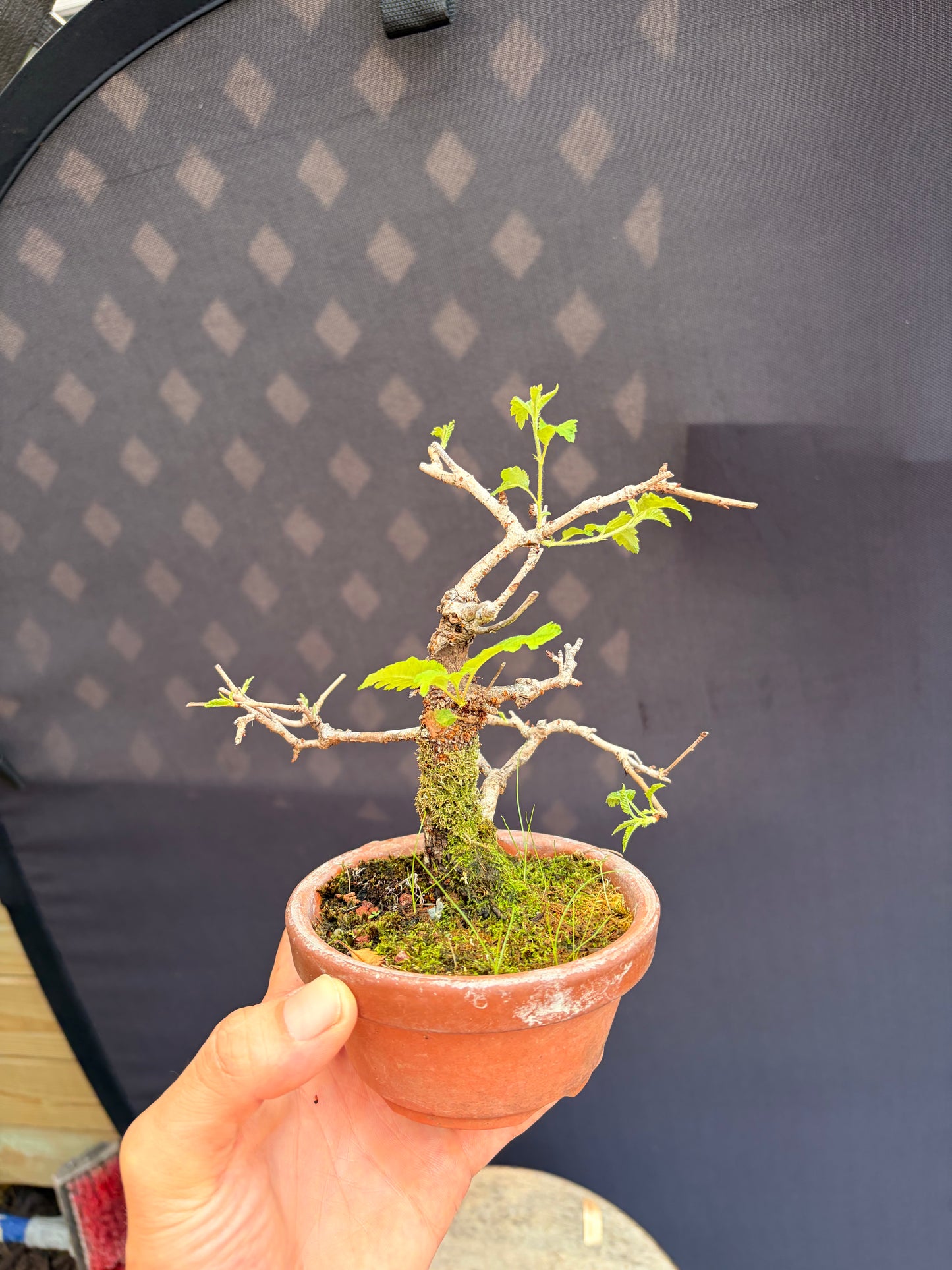 Ume
