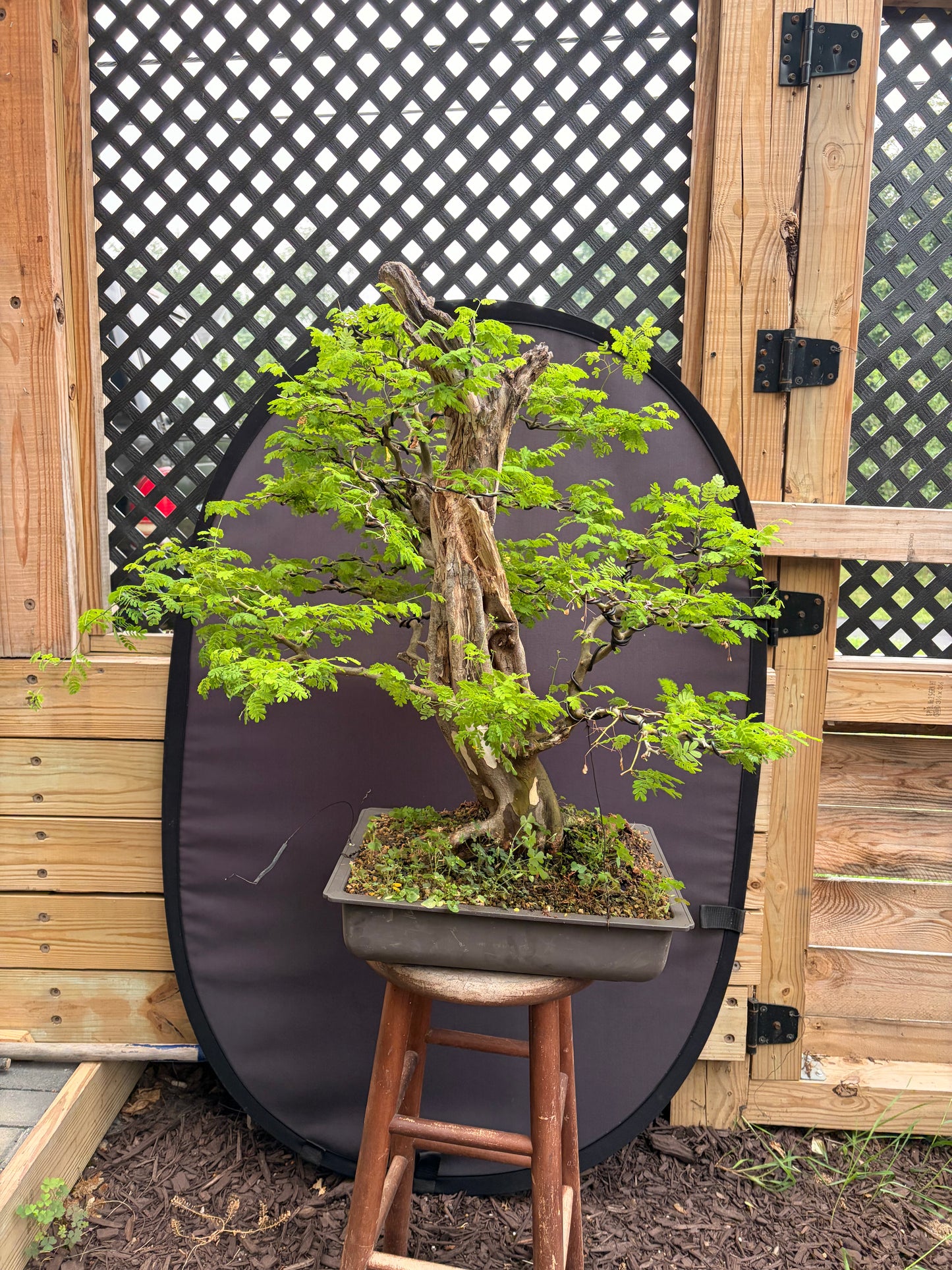 Brazilian rain tree