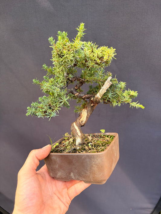 Tosho needle juniper