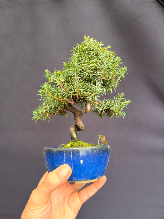 Dwarf Tosho needle juniper