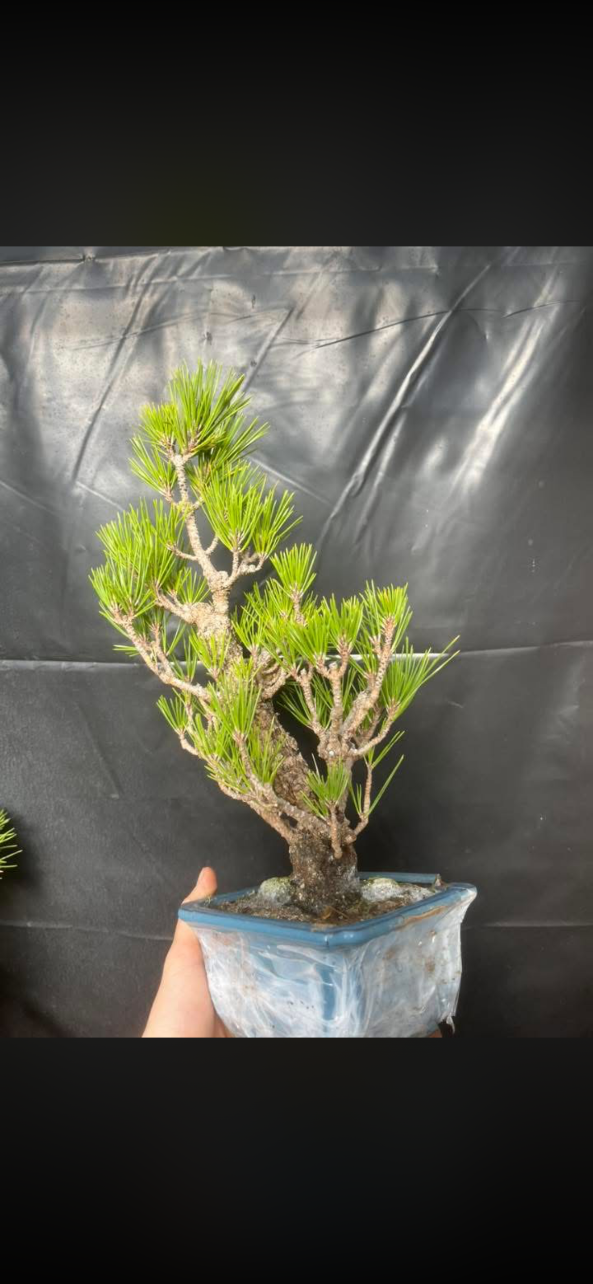 Cork bark black pine