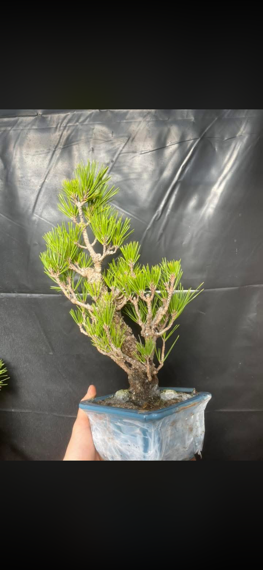 Cork bark black pine