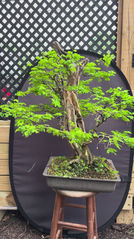 Brazilian rain tree
